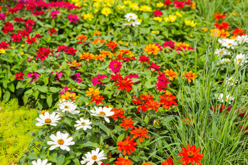 multicolored flower bed