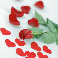Fototapeta na wymiar romantic concept . red rose on white background