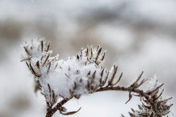 plants covered in snow during winter time on the South Island in New Zealand