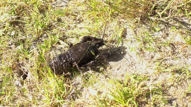 4K Crawfish moves hinder foremost in grass