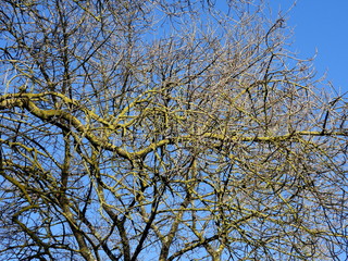 Arbre