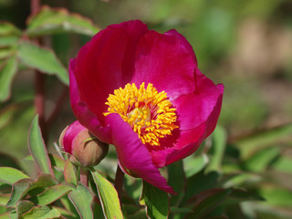 Pivoine officinale rouge (Paeonia officinalis)