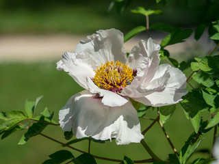 Pivoine des rochers (paeonia rockii)