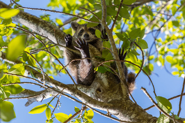 squirrel animal nature