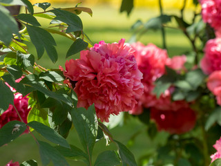 Pivoine arbustive ou pivoine en arbre (Paeonia suffruticosa)