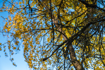 Silver Birch tree, Betula pendula, branches and leaves blowing in the afternoon breeze. Strathspey, Scotland 20 October 2018
