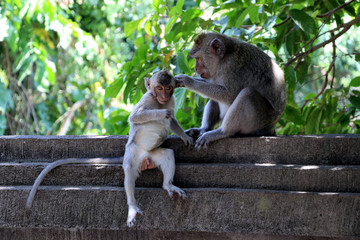 monkey mom cares for her baby - Bali