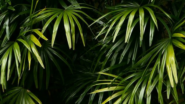 Bright juicy exotic tropical greens in the jungle forest equatorial climate. Background with unusual plant foliage swaying. Natural texture with juicy leaves. Sunlight on the palm leaf.