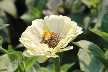 Closeup Of A White Zinna, Fort Edmonton Park, Edmonton, Alberta