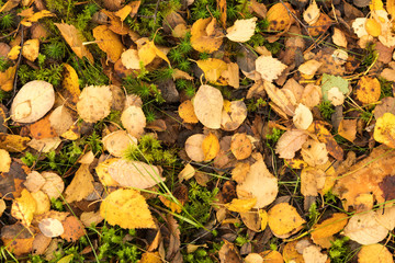 A close-up view from above of dead leaves from various species of trees covering the ground in a scottish forest in Autumn. 18 October 2018.