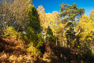 An autumnal of Silver birch, Betula pendula, trees amongst the conifers. Speyside, Scotland. 20 October 2018