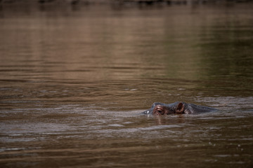 Fototapeta premium Hippo