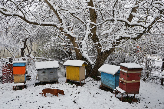 Dog dachshund named Bim among the hives