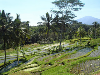 rice terraces on Bali 
