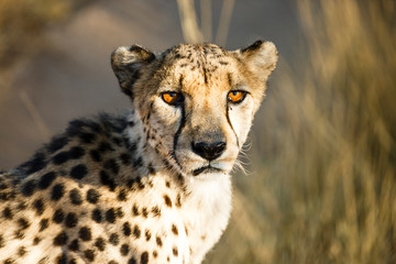 Gepard (Acinonyx jubatus), Tierportrait