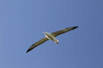 wild Albatros flying over coast of New Zealand