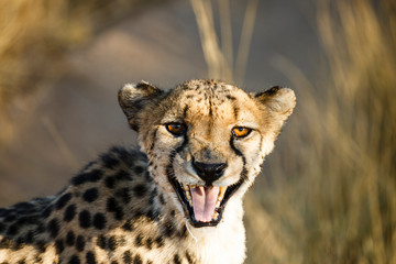 Gepard (Acinonyx jubatus), fauchend, Tierportrait © mophoto
