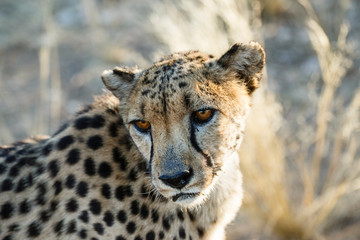 Gepard (Acinonyx jubatus), Tierportrait
