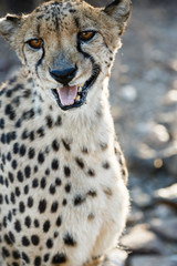 Gepard (Acinonyx jubatus), Tierportrait