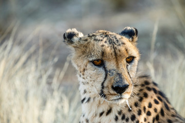 Gepard (Acinonyx jubatus), sitzend, Tierportrait