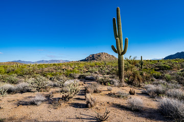 Saguaro cactus in the desert