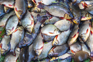 Caught crucians. Successful fishing. Fresh fish carp