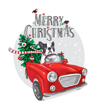 Christmas card. French Bulldog in a striped scarf with fir-tree inside of the red car. Vector illustration.