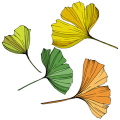 Vector. Ginkgo leaf. Plant botanical garden. Isolated ginkgo illustration element on white background.