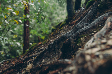 tree in forest