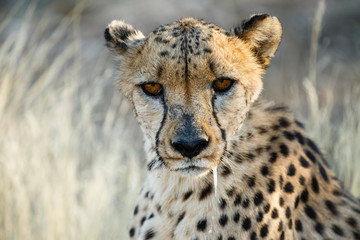 Gepard (Acinonyx jubatus), sitzend, Tierportrait