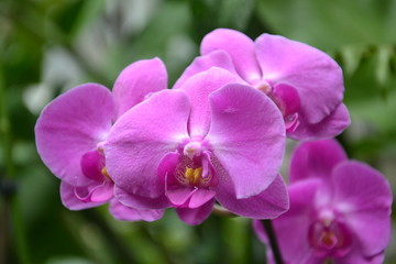 Orchid