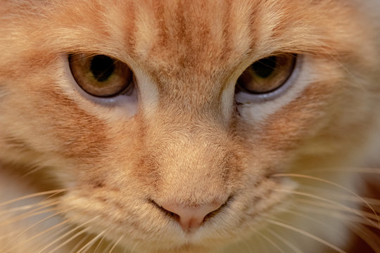Maine Coon Cat Closeup