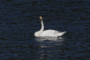 Fototapeta premium Whooper swan (Cygnus cygnus) on a blue water surface