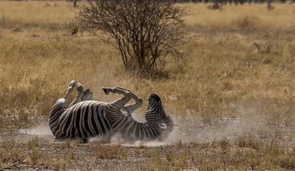 Obraz na płótnie Canvas zebras in africa