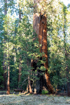 giant redwood in secoya national park