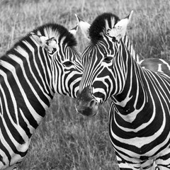 Two zebras photographed in monochrome at Port Lympne Safari Park, Ashford, Kent UK