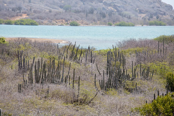 Kakteen-Landschaft auf Curacao (Karibik/Niederländische Antillen/ABC-Inseln)