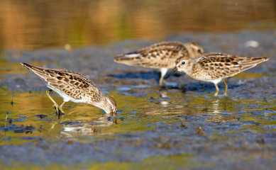 A group of Least Sandpipers in Acadia National Park in Maine.