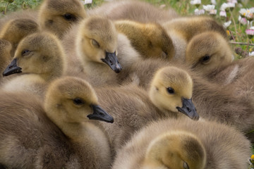 Canada Geese chicks