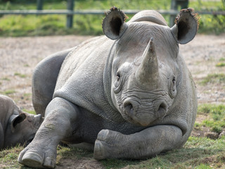 Close up of black rhinoceros looking straight to camera. Photographed at Port Lympne Safari Park near Ashford Kent UK.