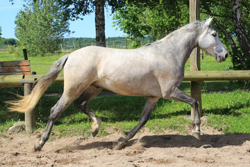 Schönes Pferd (Schimmel) auf Pferdekoppel