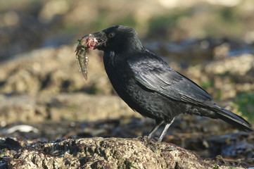 A Carrion Crow (Corvus corone) perching on a rock on a beach in the UK with a fish in its beak...