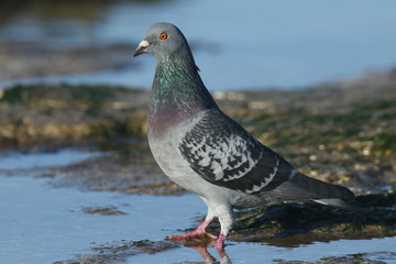 A pretty Feral Pigeon (Columba livia) standing in a coastal pool at low tide in Kent, UK.