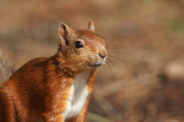 A head shot of a cute inquisitive Red Squirrel (Sciurus vulgaris).