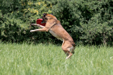 Hübscher Schäferhund spielt mit Frisbee