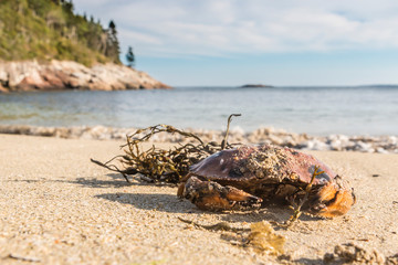 Obraz premium A wild crab on the beach in Acadia National Park in Maine.