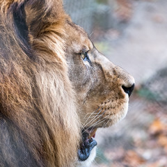 Close up of lion head with mane. Photographed at Port Lympne Safari Park near Ashford Kent UK.