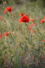 Beautiful bright red poppies on a meadow