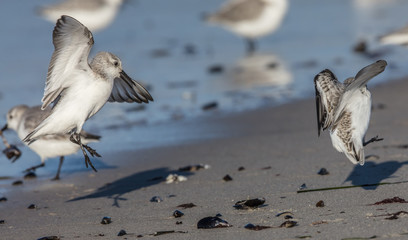 sanderling