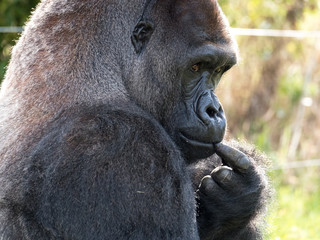 Close up of Western Lowland adult male silverback Gorilla looking pensive. Photographed in...